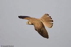 Turmfalke  - Zum Vergroessern klicken!